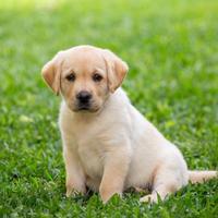 Barboncini mini toy,Golden retriver,dalmata