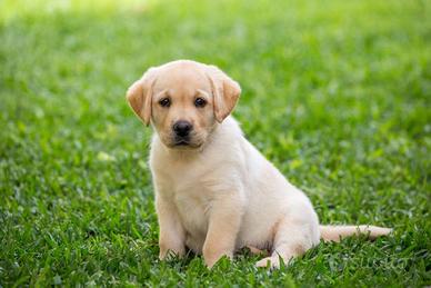 Barboncini mini toy,Golden retriver,dalmata