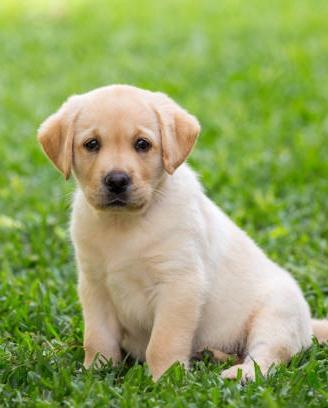 Barboncini mini toy,Golden retriver,dalmata