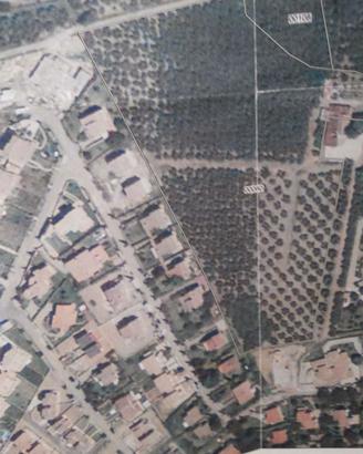 Terreno coltivato a Sutri
