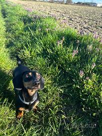 Bassotto per accoppiamento