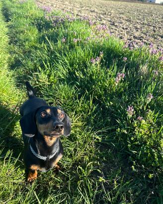 Bassotto per accoppiamento