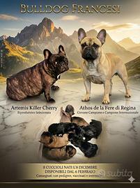 Cuccioli di Bulldog Francesi