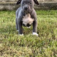 Cuccioli pitbull