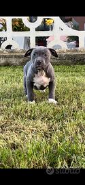 Cuccioli pitbull