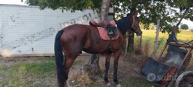 Cavallo trotter di 4 anni