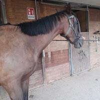 Cavallo