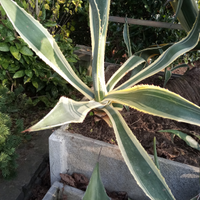 Agave variegata bicolore