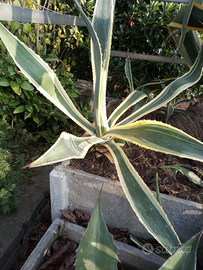 Agave variegata bicolore