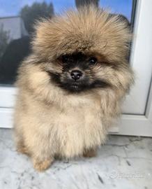 Pomerania maschio spitz tedeschi nano pedigree 