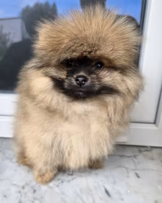 Pomerania maschio spitz tedeschi nano pedigree 