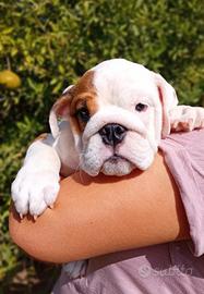 Bulldog inglese