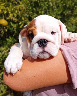 Bulldog inglese