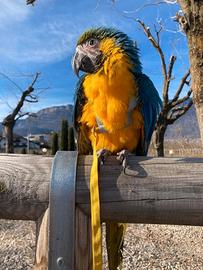 Pettorina per pappagalli