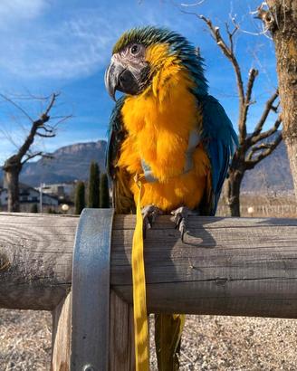 Pettorina per pappagalli