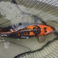 Carpe koi