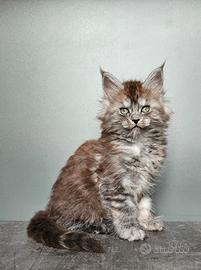 Cucciole Maine Coon pedigree ANFI