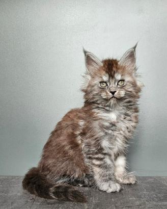 Cucciole Maine Coon pedigree ANFI