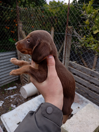 Cani da caccia al coniglio