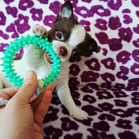 Chihuahua
