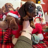 Cucciola bassotto tedesco nano kaninchen pedigree