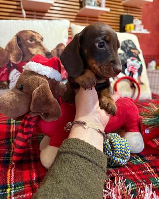 Cucciola bassotto tedesco nano kaninchen pedigree