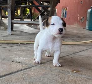 Cuccioli Jack Russell Terrier