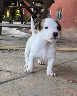 Cuccioli Jack Russell Terrier