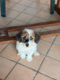 Jack russel