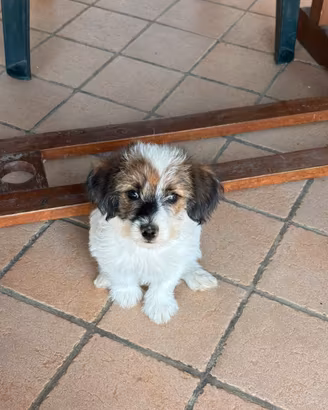Jack russel