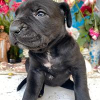 Cuccioli di Cane Corso