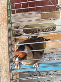 Cardellino parva