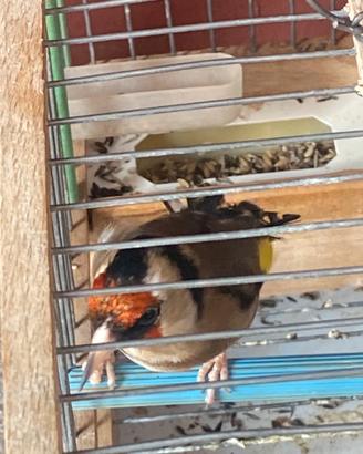Cardellino parva