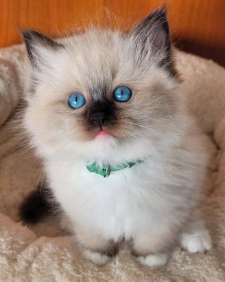 Ragdoll Seal Mitted