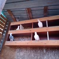 Piccioni viaggiatori