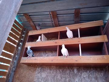 Piccioni viaggiatori