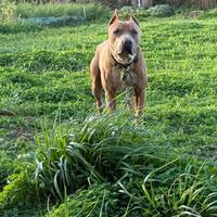 American pitbull terrier