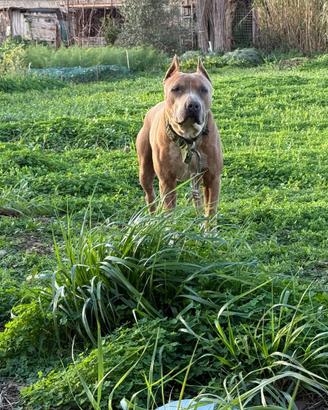 American pitbull terrier
