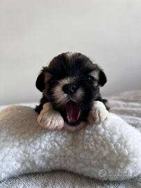 Lhasa Apso cuccioli