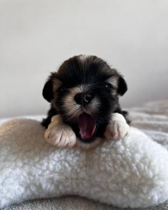 Lhasa Apso cuccioli