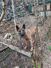 Pastore belga malinois