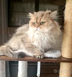 Gatto adulto 3 anni British longhair 