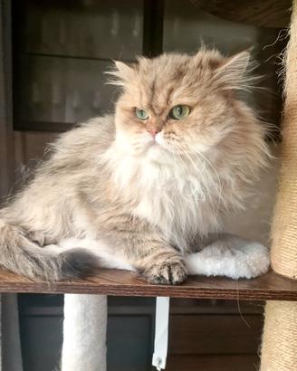 Gatto adulto 3 anni British longhair 