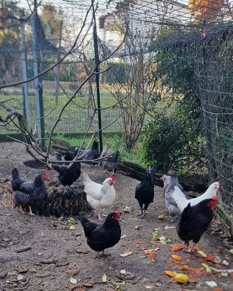 Galline ornamentali