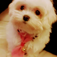 Cucciola maltese