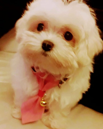 Cucciola maltese