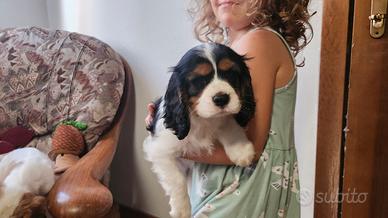 1 maschio e 2 femmine cavalier king