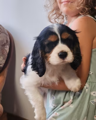 1 maschio e 2 femmine cavalier king
