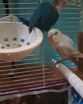 Inseparabili