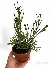 Hatiora Salicornioides